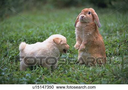 Stock Image -  a Puppy and a Lop Ear Rabbit Standing on Grass, Looking in Different Directions, Front View, Side View, Differential Focus. Fotosearch
