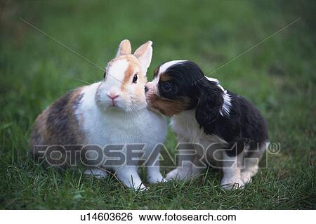 Stock Photograph -  a Puppy and a Lop Ear Rabbit Standing on Grass, Looking in Different Directions, Front View, Side View, Differential Focus. Fotosearch