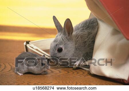 Picture - A Rabbit and a Djungarian Hamster On a Wooden Floor, the Rabbit Next to a Red-colored Bag, Side View, Differential Focus. Fotosearch