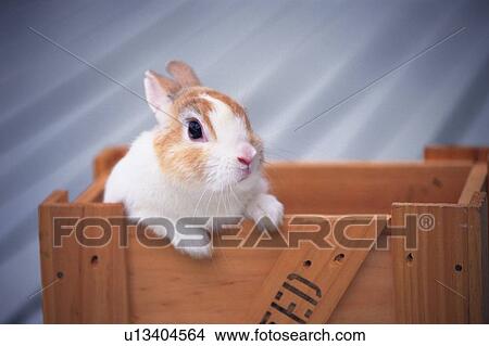 Picture -  a Rabbit, Looking Out From a Wooden Box, Front View, Differential Focus. Fotosearch