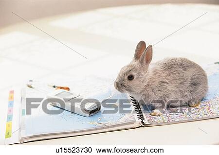 Stock Image - A Rabbit Surrounded By Everyday-belongings, High Angle View. Fotosearch