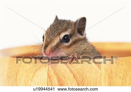Stock Image -  a Squirrel Looking Out of a Wooden Cup, Front View, Differential Focus. Fotosearch