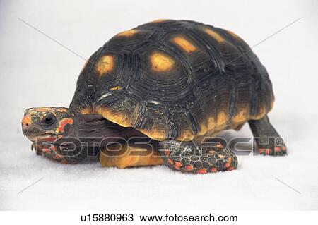 Stock Image -  a Turtle on a White Floor Looking Sideways, Side View. Fotosearch