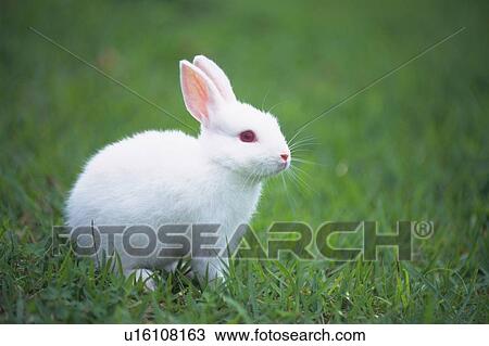a White Rabbit Standing on Grass looking Sideways, Side View, Differential Focus View Large Photo Image Stock Image - a White Rabbit Standing on Grass looking Sideways, Side View, Differential Focus. Fotosearch