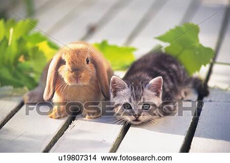 Picture -  an American Shorthair Cat and a Lop Ear Rabbit On a White Floor, Looking at Camera, Front View, Differential Focus. Fotosearch