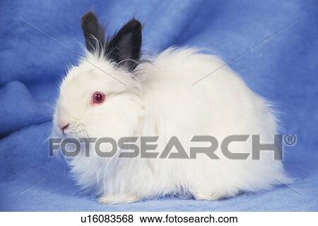 an Angora Rabbit, Looking at Camera, Standing on a Blue Blanket, Side View View Large Photo Image Stock Photo - an Angora Rabbit, Looking at Camera, Standing on a Blue Blanket, Side View. Fotosearch