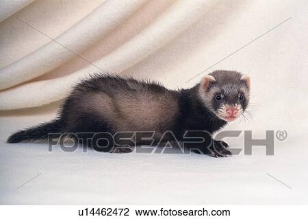 ferret blanket