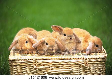 Stock Photograph - Four Lop Ear Rabbits Lying on a Basket, Surrounded By Green, Front View, Differential Focus. Fotosearch
