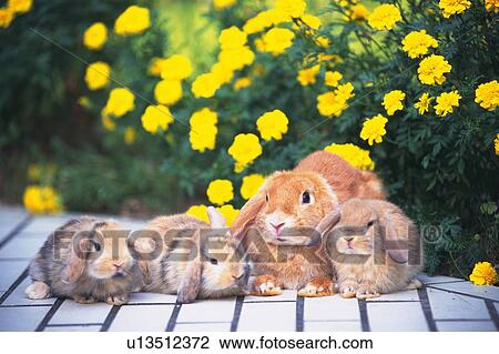 Stock Image - Four Lop Ear Rabbits Lying on a White Floor, Surrounded By Yellow Flowers, Front View, Differential Focus. Fotosearch