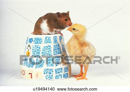 Stock Image - Golden Hamster on a Blue-colored Flower Pot and a Chick Getting Friendly, Side View. Fotosearch