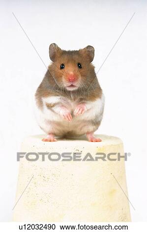Stock Image - Golden Hamster Standing on a White Flower Pot, Looking at Camera, Front View. Fotosearch