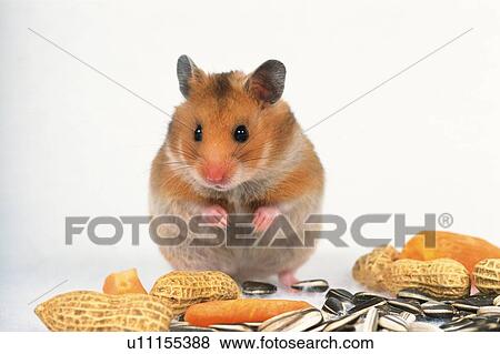 Stock Photo - Golden Hamster Surrounded by It's Favorite Food, Front View. Fotosearch