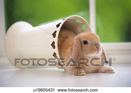 Stock Image - Lop Ear Rabbit Coming Out of a White Vase, Looking at Camera, Front View, Differential Focus. Fotosearch