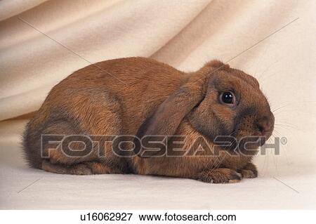 Stock Photo - Lop Ear Rabbit Lying on a White-colored Blanket, Looking at Camera, Side View. Fotosearch