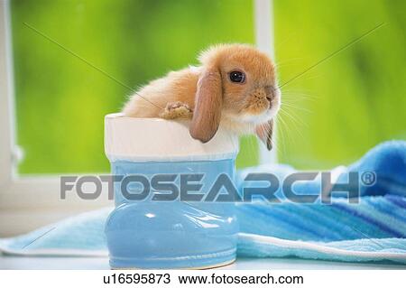 Lop Ear Rabbit Sitting in a Little Blue Shoe, Side View, Looking at Camera, Differential Focus View Large Photo Image Stock Image - Lop Ear Rabbit Sitting in a Little Blue Shoe, Side View, Looking at Camera, Differential Focus. Fotosearch