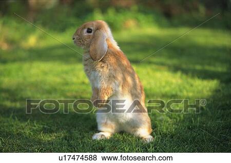 Stock Photo - Lop Ear Rabbit Standing on the Grass, Side View, Differential Focus. Fotosearch
