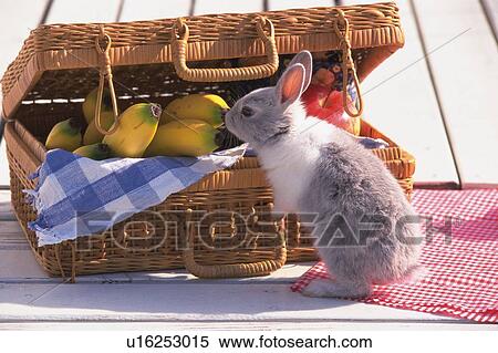 Stock Photography - Rabbit Smelling on Bananas in a Basket, High Angle View. Fotosearch
