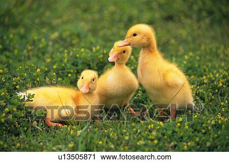 Three Little Ducks On the Grass, Front View, Differential Focus View Large Photo Image Stock Image - Three Little Ducks On the Grass, Front View, Differential Focus. Fotosearch