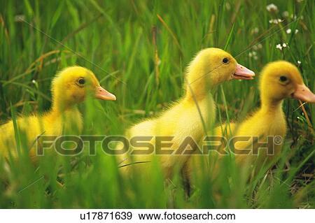Three Little Ducks Walking On Grass, Side View, Differential Focus View Large Photo Image Stock Photo - Three Little Ducks Walking On Grass, Side View, Differential Focus. Fotosearch