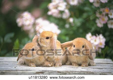 Three Lop Ear Rabbits On a Wooden Floor, Surrounded by Pink-colored Flowers, Front View, Differential Focus View Large Photo Image Stock Image - Three Lop Ear Rabbits On a Wooden Floor, Surrounded by Pink-colored Flowers, Front View, Differential Focus. Fotosearch