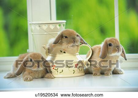 Picture - Three Lop Ear Rabbits, One in a Little Watering Can, Side View, Differential Focus. Fotosearch