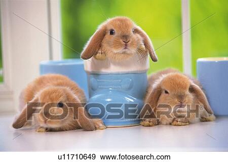 Stock Photo - Three Lop Ear Rabbits, One in a Little Blue Shoe, Front View, Differential Focus. Fotosearch