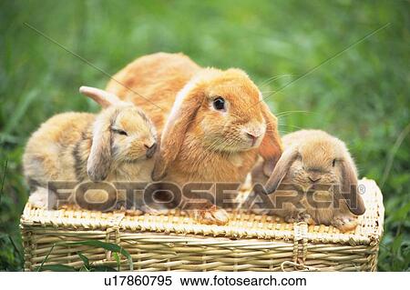 Stock Photography - Three Lop Ear Rabbits Sitting on a Basket Surrounded by Green, Front View. Fotosearch