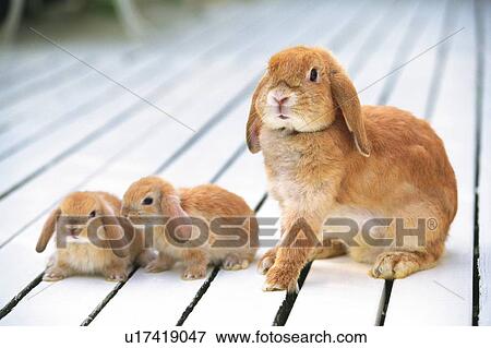 Three Lop Ear Rabbits Standing on a Wooden Floor, Looking Sideways, Front View, Differential Focus View Large Photo Image Stock Photo - Three Lop Ear Rabbits Standing on a Wooden Floor, Looking Sideways, Front View, Differential Focus. Fotosearch