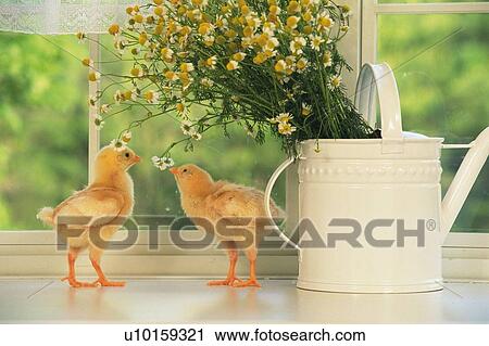 Two Chicks Playing Under a Yellow Bouquet, Front View, Differential Focus View Large Photo Image Stock Image - Two Chicks Playing Under a Yellow Bouquet, Front View, Differential Focus. Fotosearch