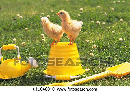 Stock Image - two Chicks Standing on a Yellow Plastic Bucket Surrounded By Grass, Front View. Fotosearch