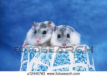 Stock Image -  Two Djungarian Hamsters Sitting on a Blue-colored Flower Pot, Looking at Camera, Front View, Differential Focus. Fotosearch