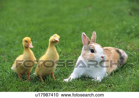 Two Ducks and a Rabbit On the Grass, Looking Sideways, High Angle View, Differential Focus View Large Photo Image Stock Image - Two Ducks and a Rabbit On the Grass, Looking Sideways, High Angle View, Differential Focus. Fotosearch