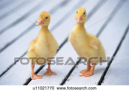 Two Ducks Standing on a Wooden Floor, Looking Sideways, High Angle View, Differential Focus View Large Photo Image Stock Image - Two Ducks Standing on a Wooden Floor, Looking Sideways, High Angle View, Differential Focus. Fotosearch