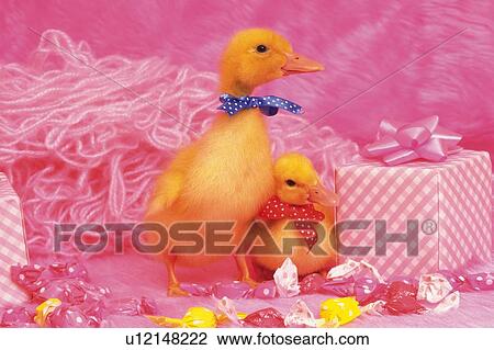 Stock Image - Two Ducks Surrounded By a Pink Backround, Including a Wrapped Gift and Pink Fluffy Blanket, Front View, Side View. Fotosearch