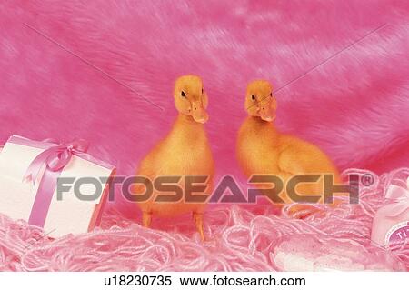 Stock Photography - Two Ducks Surrounded By a Pink Backround, Including a Wrapped Gift and Pink Fluffy Blanket, Front View. Fotosearch