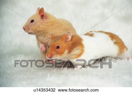 Stock Image -  Two Golden Hamsters on a White Fluffy Carpet, Side View, High Angle View. Fotosearch