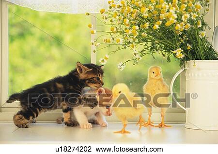 Two Kittens and Two Chicks Playing, Front View, Differential Focus View Large Photo Image Stock Image - Two Kittens and Two Chicks Playing, Front View, Differential Focus. Fotosearch
