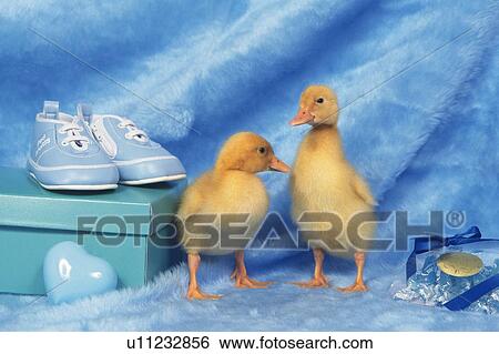 Stock Photograph - Two Little Ducks Surrounded by Blue-colored Everyday-belongings, Front View. Fotosearch