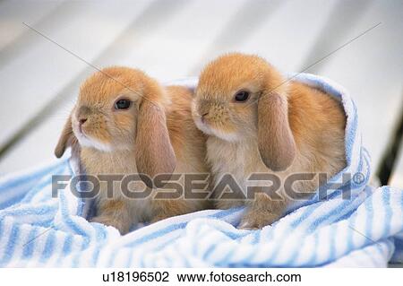 Two Little Lop Ear Rabbits, Wrapped in a Striped Towel, Side View, Differential Focus View Large Photo Image Stock Image - Two Little Lop Ear Rabbits, Wrapped in a Striped Towel, Side View, Differential Focus. Fotosearch