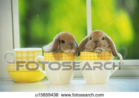 Two Lop Ear Rabbits in Yellow-colored Cups, Front View, Differential Focus View Large Photo Image Stock Photo - Two Lop Ear Rabbits in Yellow-colored Cups, Front View, Differential Focus. Fotosearch
