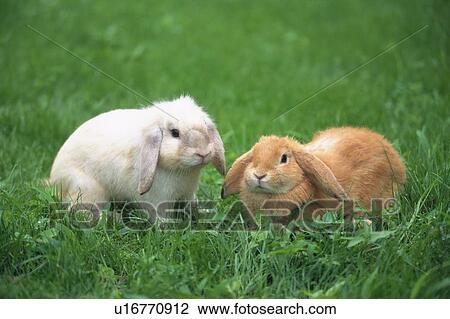 Two Lop Ear Rabbits On Grass, Looking at Camera, Front View, Differential Focus View Large Photo Image Stock Image - Two Lop Ear Rabbits On Grass, Looking at Camera, Front View, Differential Focus. Fotosearch