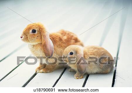 Two Lop Ear Rabbits Standing on a Wooden Floor, Side View, Differential Focus View Large Photo Image Stock Image - Two Lop Ear Rabbits Standing on a Wooden Floor, Side View, Differential Focus. Fotosearch