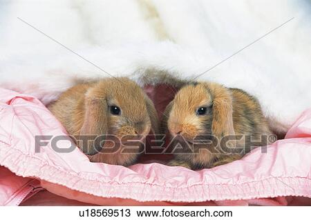 Stock Image -  Two Lop Ear Rabbits Wrapped in Pink and White Blankets, Looking at Camera, Front View, Differential Focus. Fotosearch