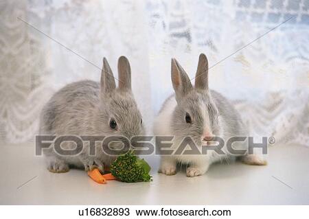 Two Rabbits Eating Vegetables, Surrounded By a White, Transparent Curtain, Front View, Differential Focus View Large Photo Image Stock Image - Two Rabbits Eating Vegetables, Surrounded By a White, Transparent Curtain, Front View, Differential Focus. Fotosearch