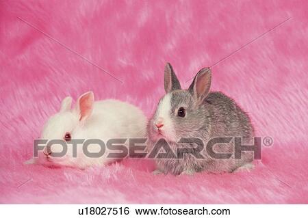 Stock Photograph - Two Rabbits on a Pink Fluffy Carpet, Looking Sideways, Front View. Fotosearch