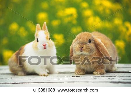 Two Rabbits on a Wooden Floor, Next to a Red-colored Bag, High Angle View, Differential Focus View Large Photo Image Stock Photo - Two Rabbits on a Wooden Floor, Next to a Red-colored Bag, High Angle View, Differential Focus. Fotosearch