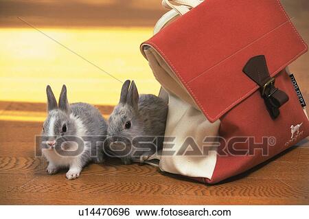 Two Rabbits on a Wooden Floor, Surrounded By a Yellow-colored Flower-field, Front View, Differential Focus View Large Photo Image Stock Photograph - Two Rabbits on a Wooden Floor, Surrounded By a Yellow-colored Flower-field, Front View, Differential Focus. Fotosearch