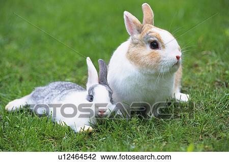 Stock Image - Two Rabbits On the Grass, One Lying, Looking at Camera, The Other One Looking Sideways, Front View, Differential Focus. Fotosearch