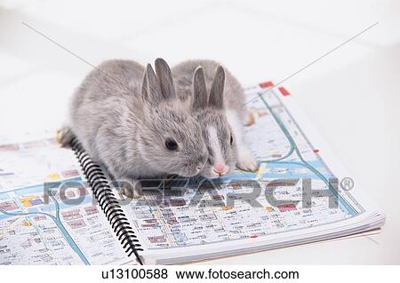 Stock Photo - Two Rabbits Reading a Map, High Angle View, Differential Focus. Fotosearch