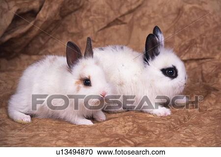 Two Rabbits Standing on a Brown-colored Blanket, Side View View Large Photo Image Stock Image - Two Rabbits Standing on a Brown-colored Blanket, Side View. Fotosearch